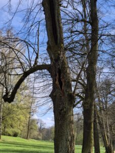 Baum im Greizer Park