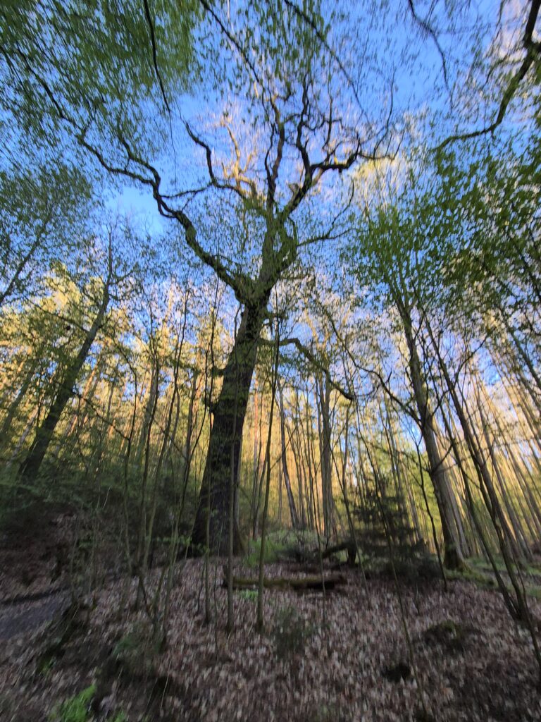 Alte Wälder