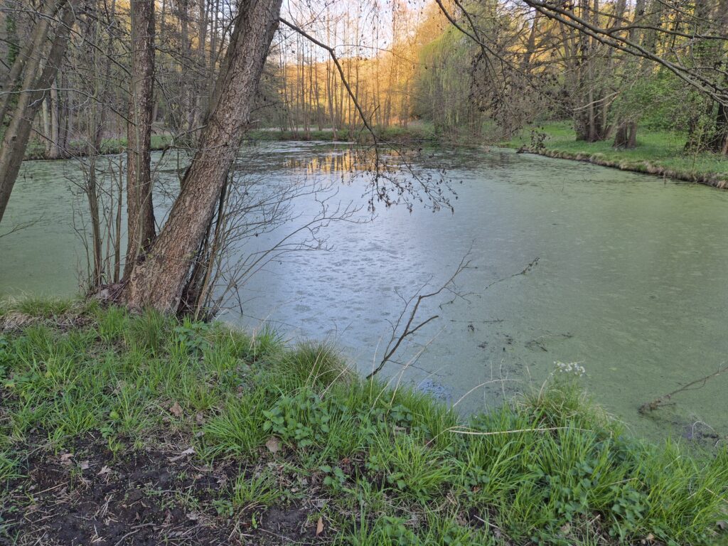 der untere Teich - leblos und stinkend