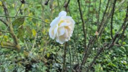 Weiße Rose (Foto: HBV; CR007)