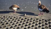 Entenfamilie (Foto: HBV; CR007)