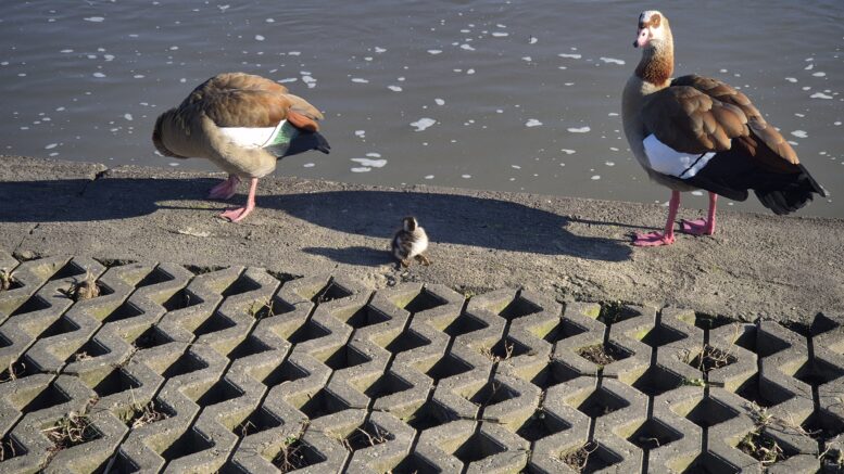 Entenfamilie (Foto: HBV; CR007)