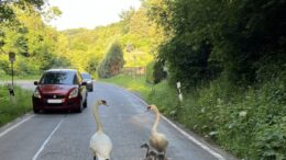 Schwanenfamilie